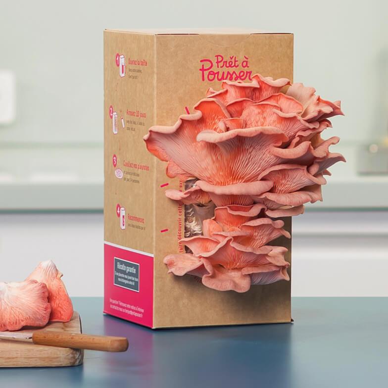 Funghi ostrica rosa