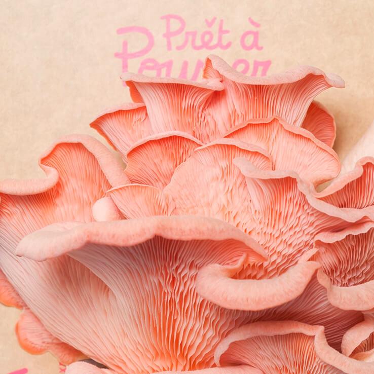Funghi ostrica rosa