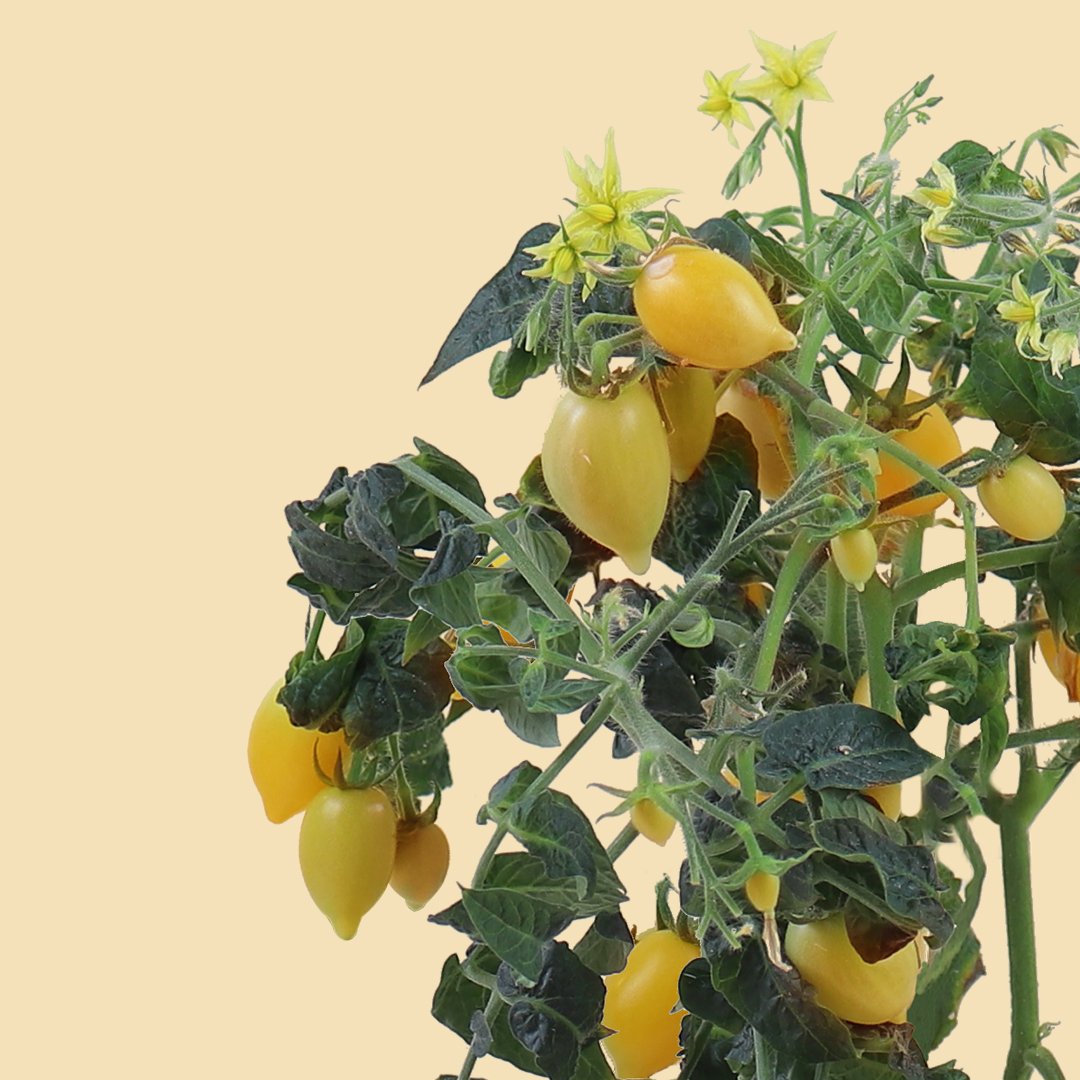 Mini pomodori gialli