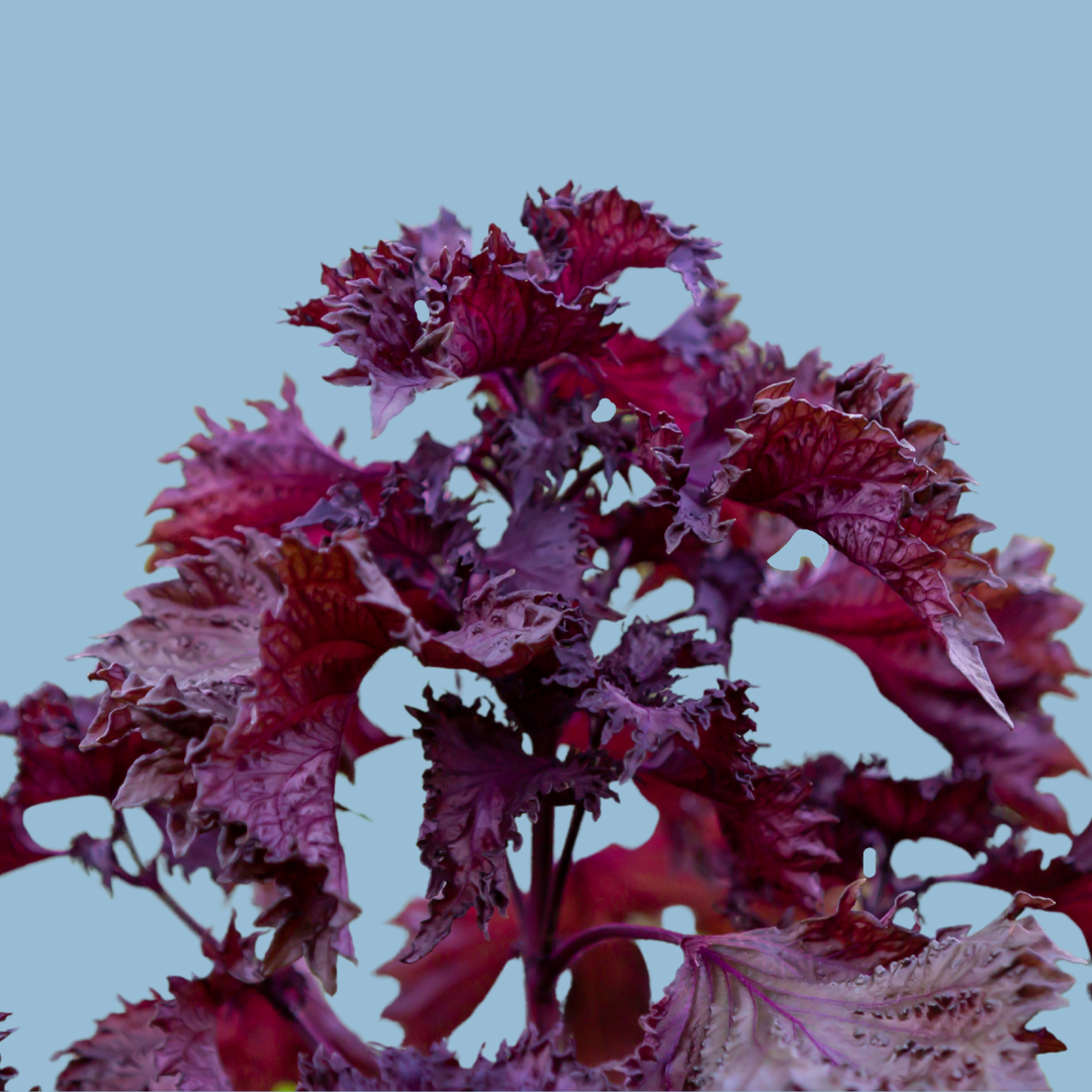 Shiso rosso